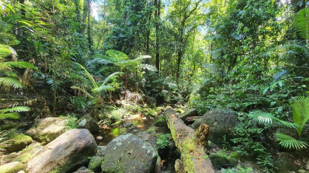 Rainforest creek near Cairns